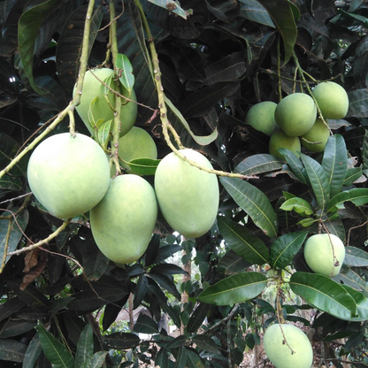 Kuttiattoor Mango Grafted Live Plant