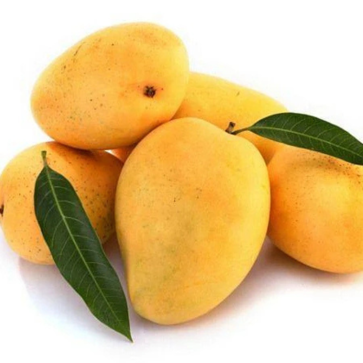 Kuttiattoor Mango Grafted Live Plant