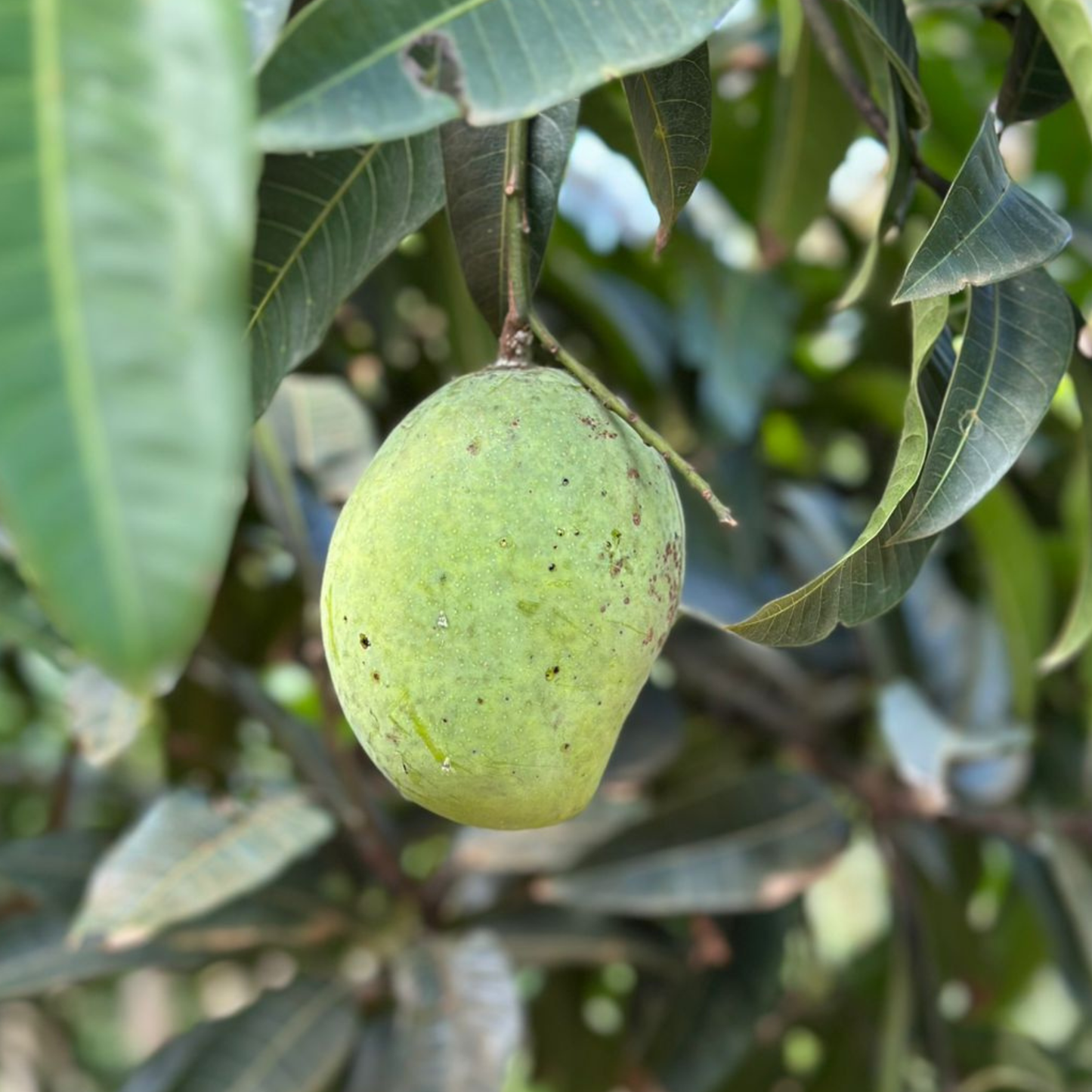 Kuttiattoor Mango Grafted Live Plant