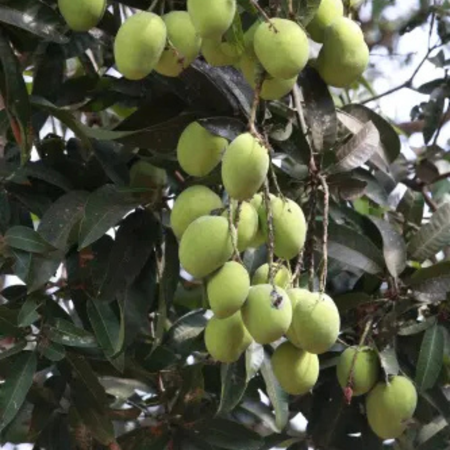 Kuttiattoor Mango Grafted Live Plant