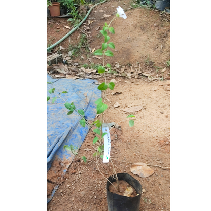Lantana White (Shrub Verbena) All Time Flowering Live Plant