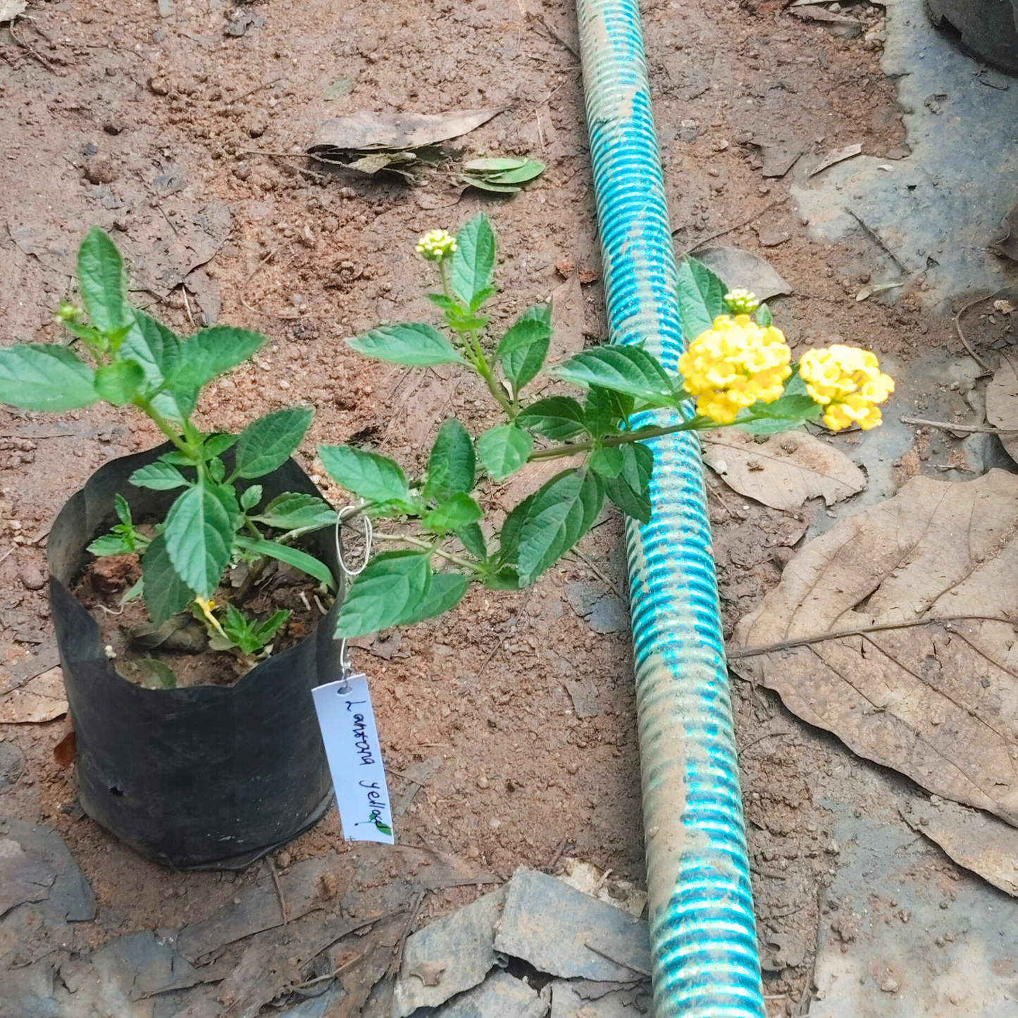 Lantana Yellow (Tick Berry) All Time Flowering Live Plant