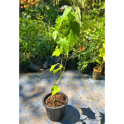 Lantern Hibiscus Tiger Flowering Live Plant