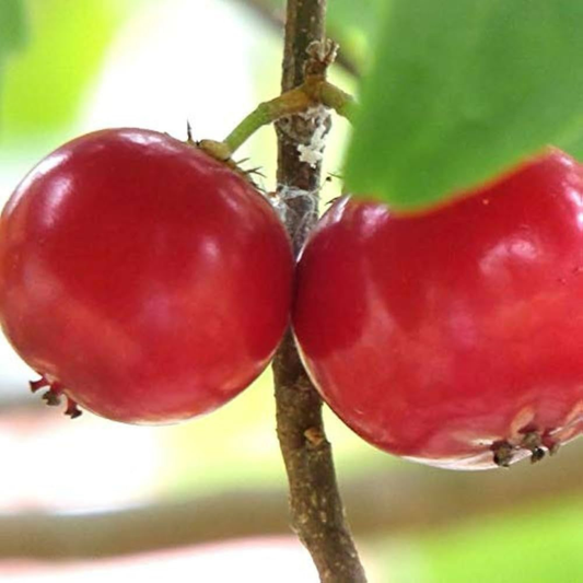 Lovi-Lovi / Batoko Plum Live Fruit Plant