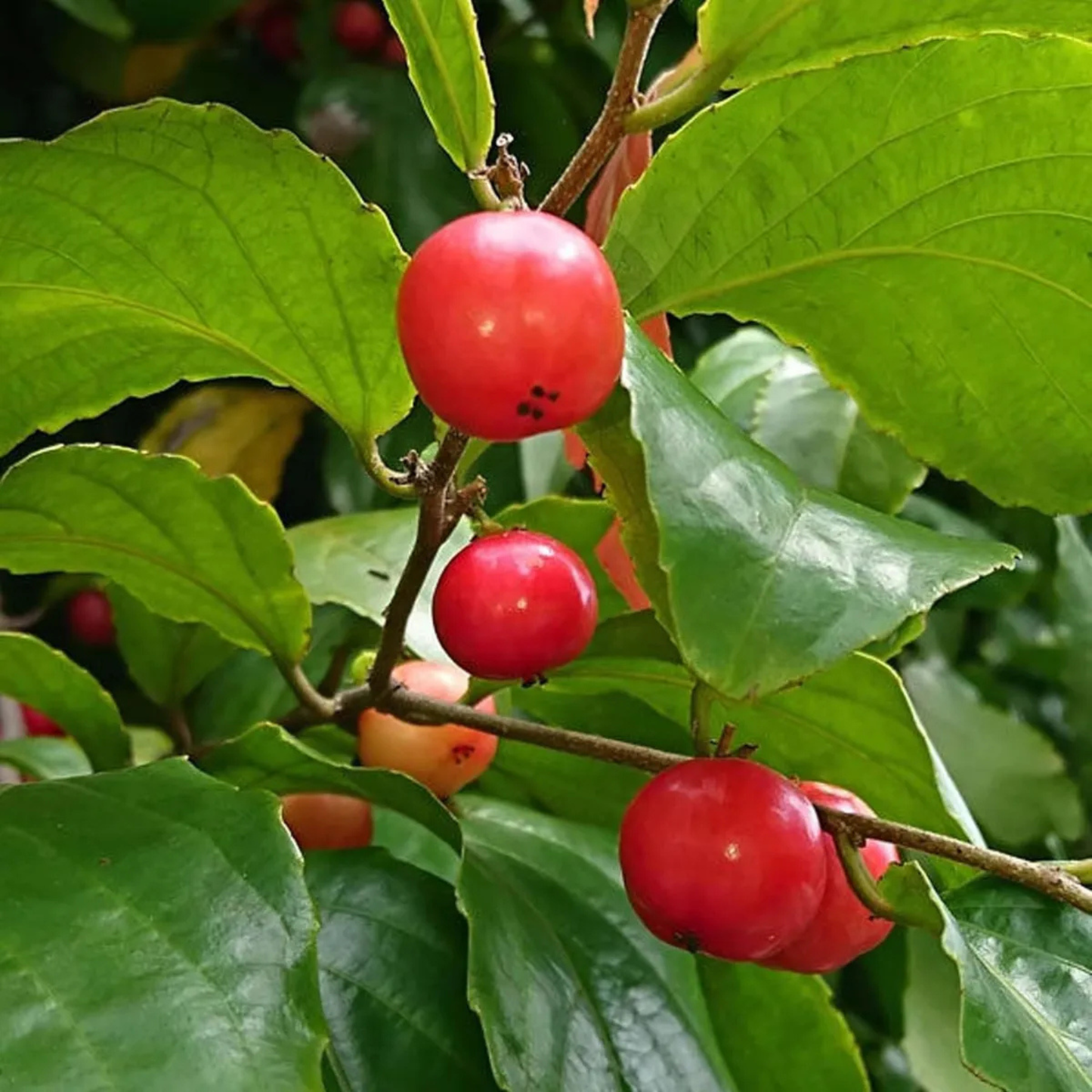 Lovi-Lovi / Batoko Plum Live Fruit Plant
