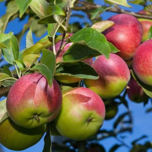 McIntosh Apple Grafted Live Plant