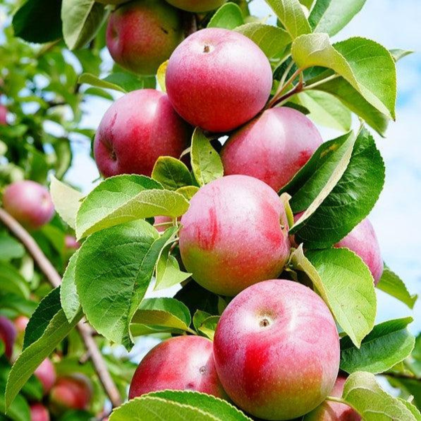 McIntosh Apple Grafted Live Plant