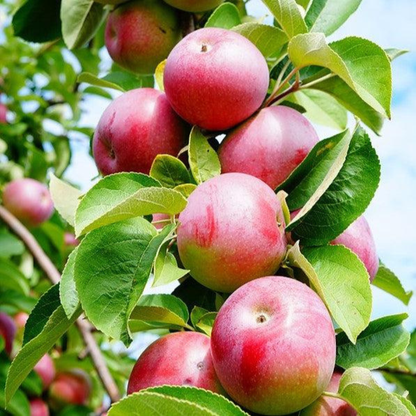 McIntosh Apple Grafted Live Plant