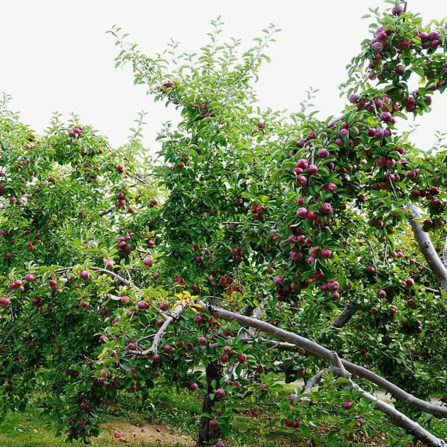 McIntosh Apple Grafted Live Plant