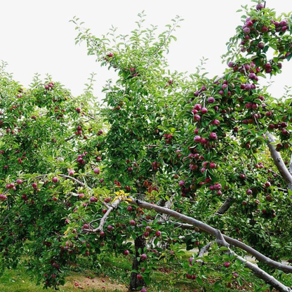 McIntosh Apple Grafted Live Plant