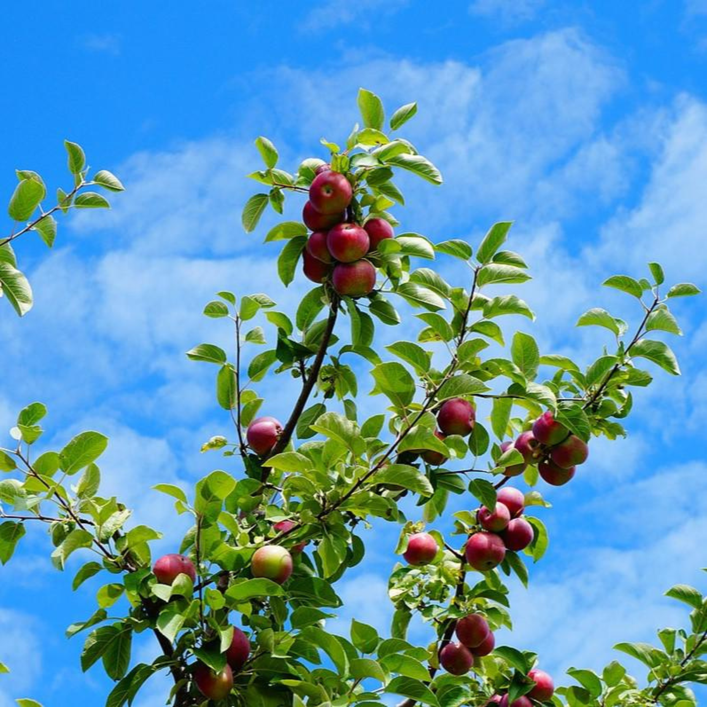 McIntosh Apple Grafted Live Plant