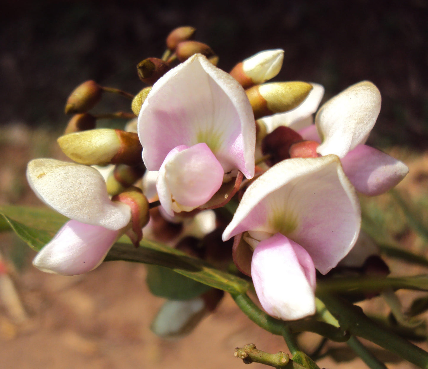 Indian Beech Tree (Millettia pinnata) Rare Live Plant