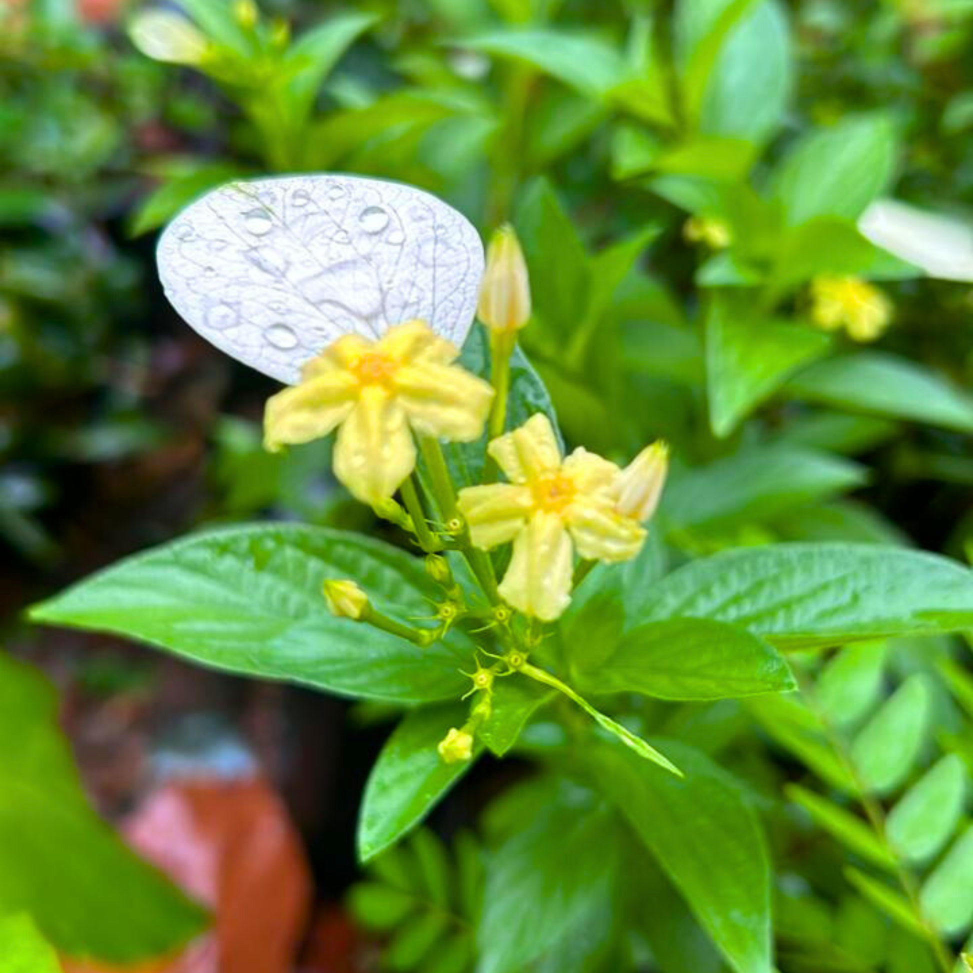 mussaenda plant seeds Miniature Mussaenda All Time Flowering Live Plant – Bloomica