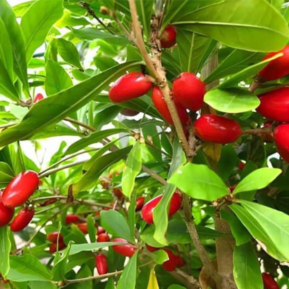 Miracle Fruit (Synsepalum dulcificum) Live Plant