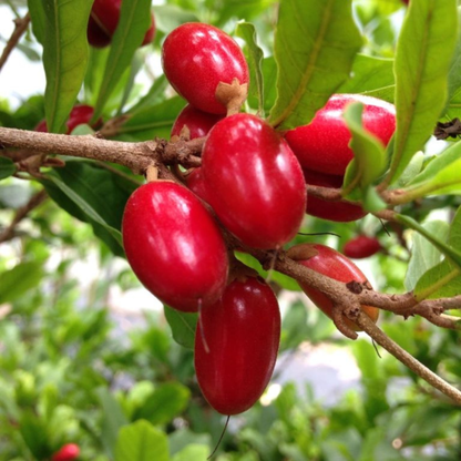 Miracle Fruit (Synsepalum dulcificum) Live Plant