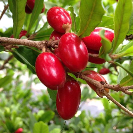 Miracle Fruit (Synsepalum dulcificum) Live Plant