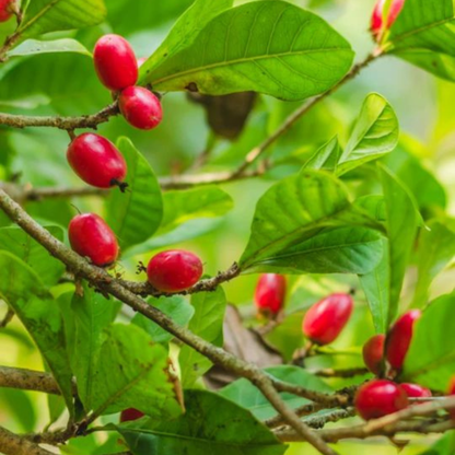 Miracle Fruit (Synsepalum dulcificum) Live Plant