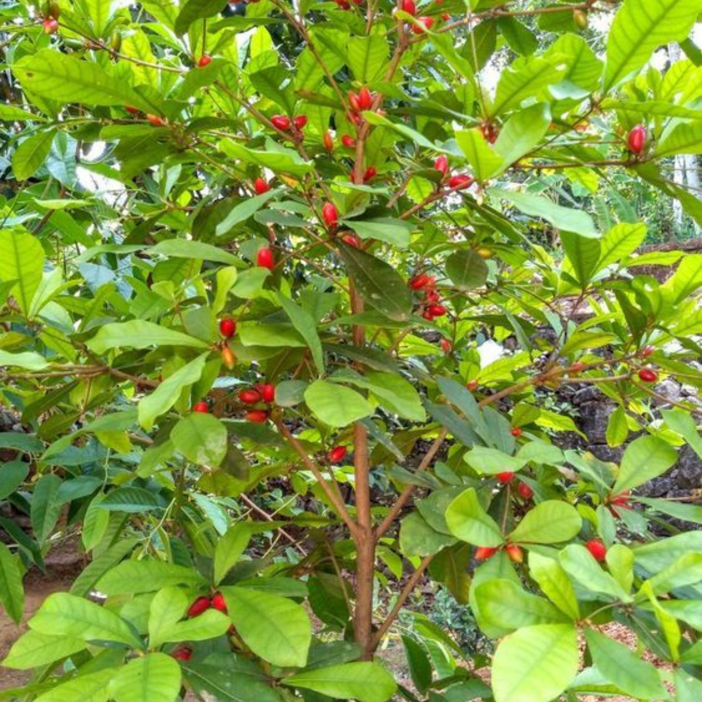Miracle Fruit (Synsepalum dulcificum) Live Plant