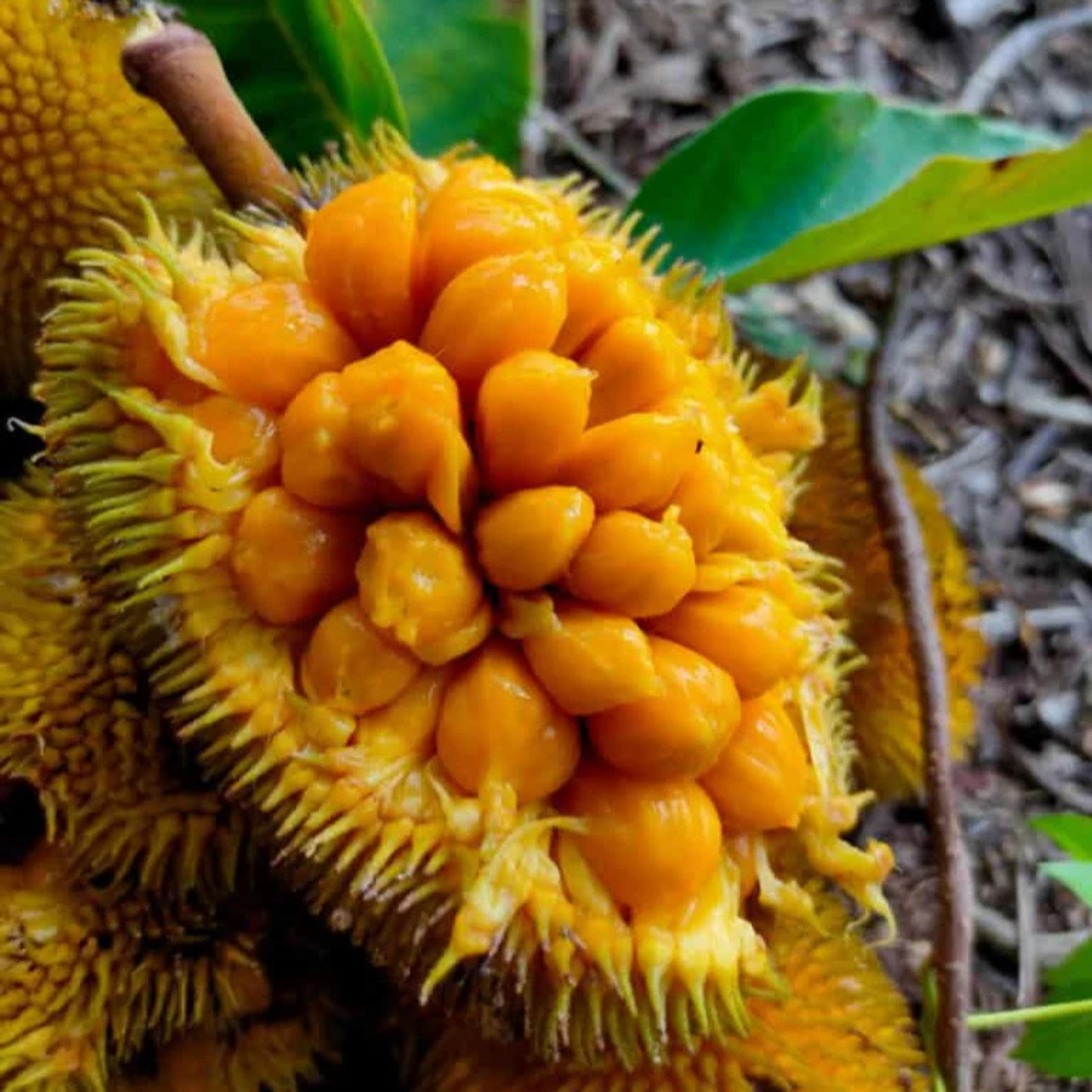 Monkey Jack (Ayanichakka) Grafted Rare Fruit Live Plant