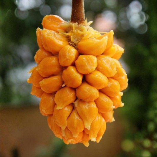 Monkey Jack (Ayanichakka) Grafted Rare Fruit Live Plant