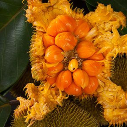 Monkey Jack (Ayanichakka) Grafted Rare Fruit Live Plant