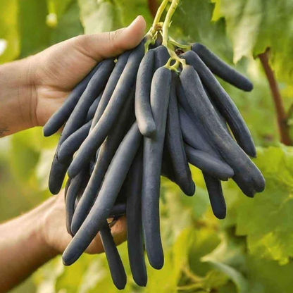 Moon Drop Grape (Finger Grapes) Rare Fruit Live Plant