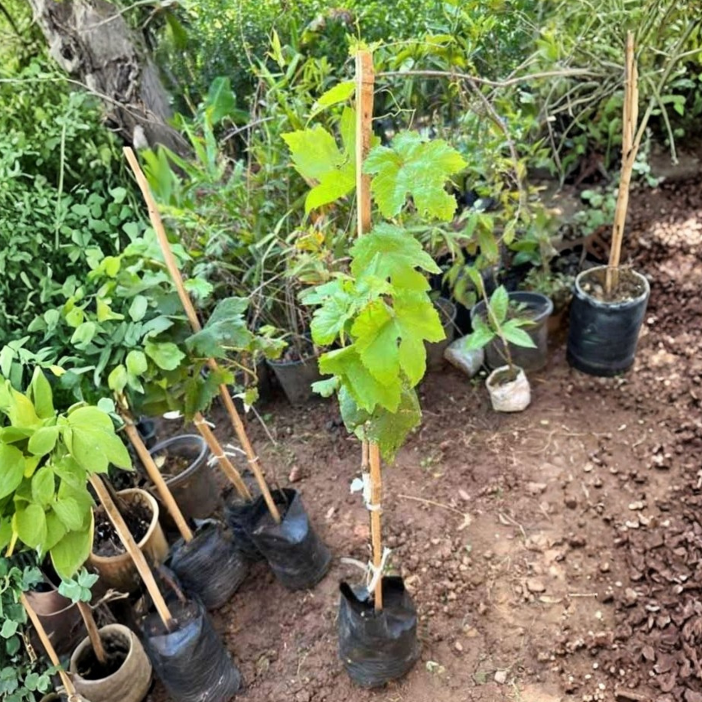 Moon Drop Grape (Finger Grapes) Rare Fruit Live Plant