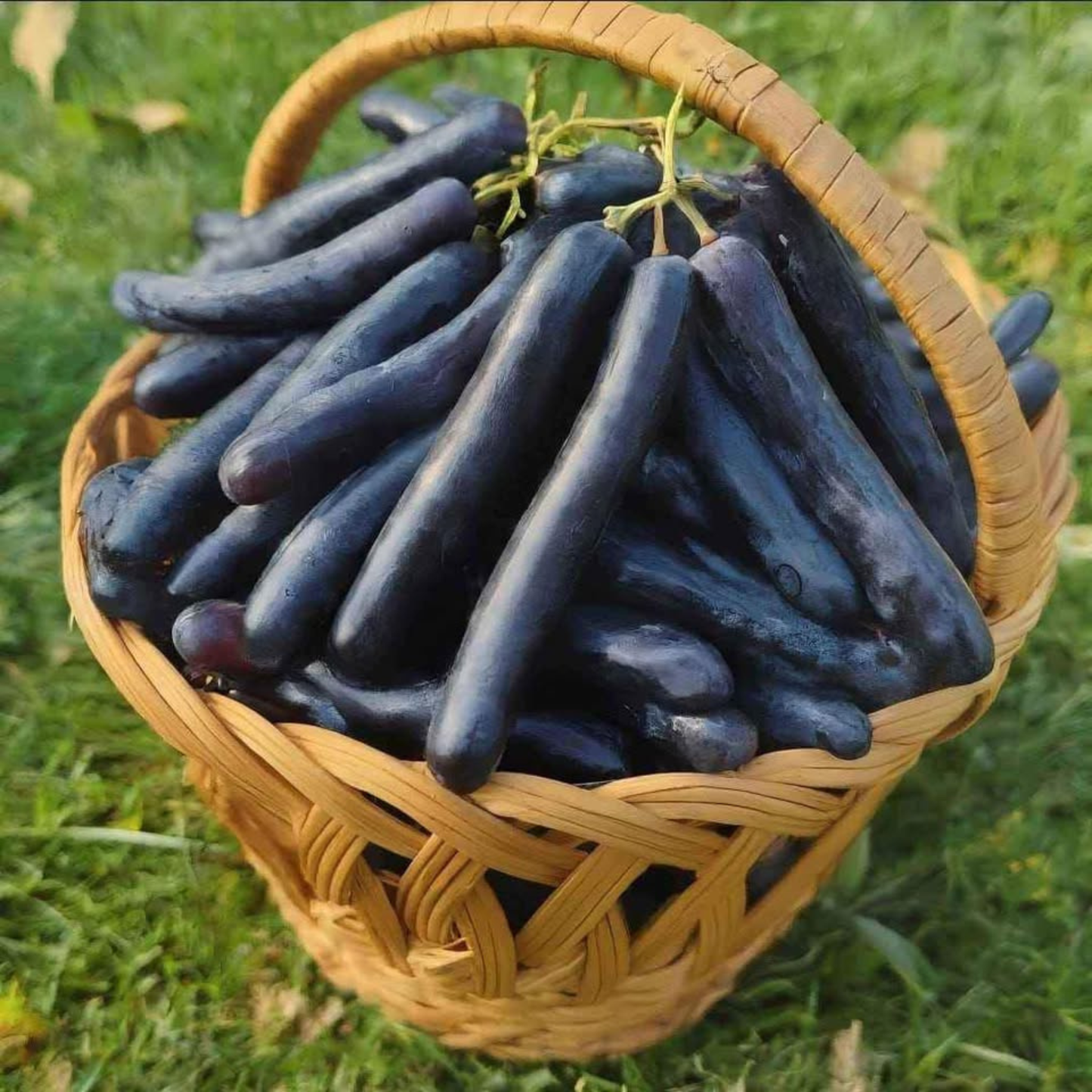 Moon Drop Grape (Finger Grapes) Rare Fruit Live Plant