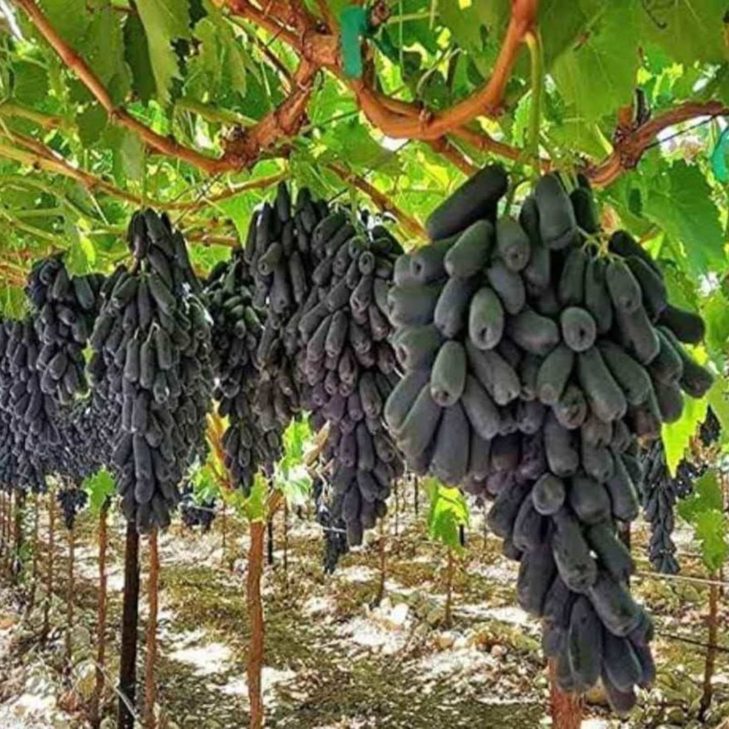 Moon Drop Grape (Finger Grapes) Rare Fruit Live Plant