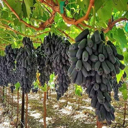 Moon Drop Grape (Finger Grapes) Rare Fruit Live Plant