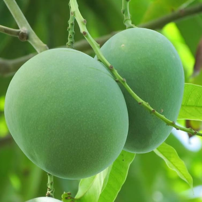 Moovandan Mango Grafted Live Plant