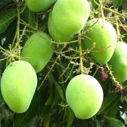 Moovandan Mango Grafted Live Plant