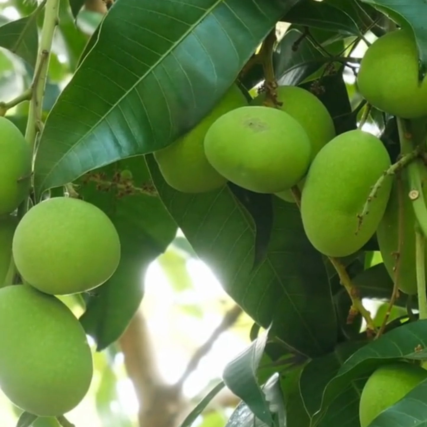 Moovandan Mango Grafted Live Plant