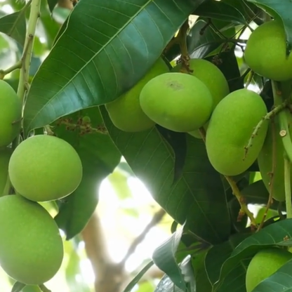 Moovandan Mango Grafted Live Plant