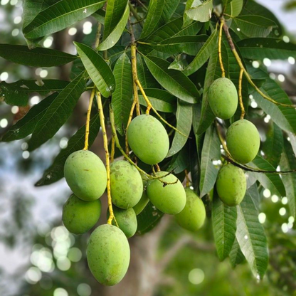 Moovandan Mango Grafted Live Plant