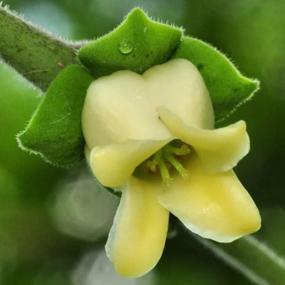 Mrigashirsha Nakshatra Tree – Karungali Maram (Black Catechu / Acacia catechu) Live Plant