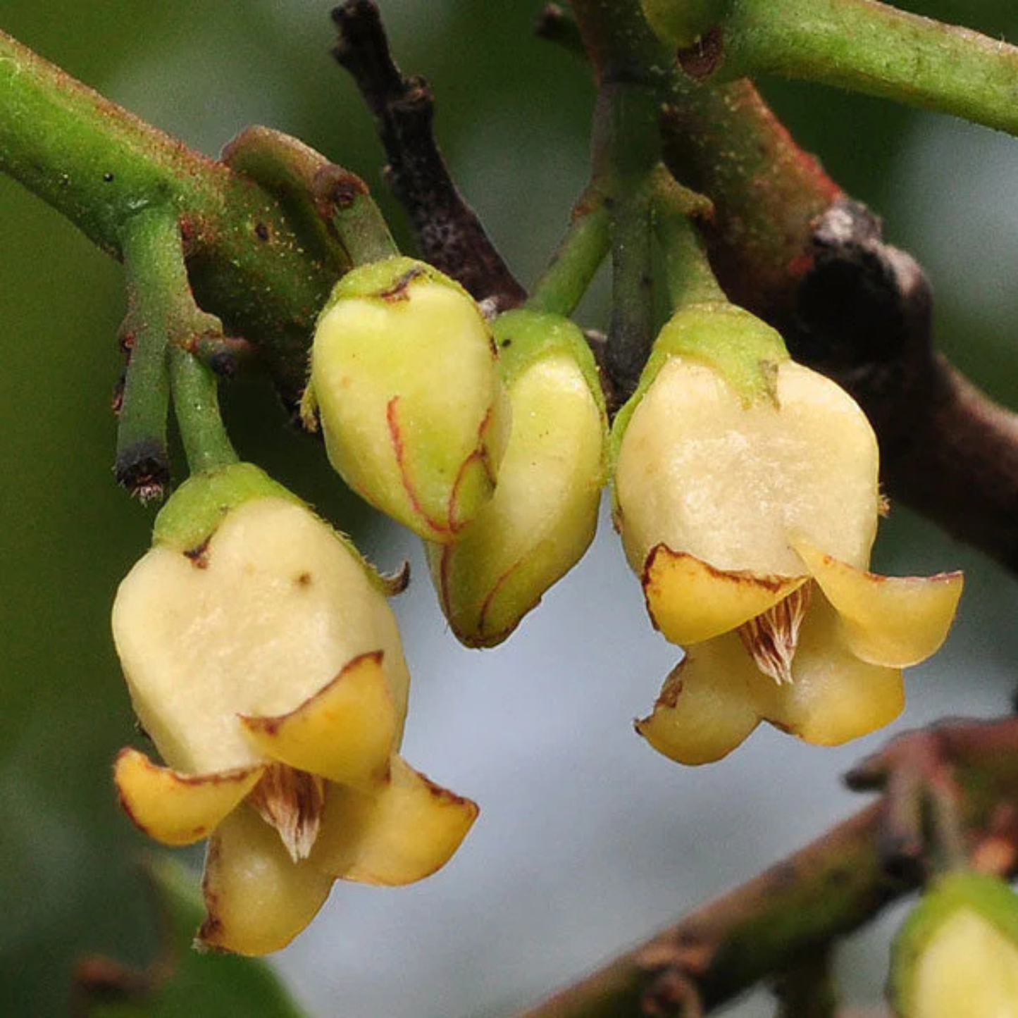 Mrigashirsha Nakshatra Tree – Karungali Maram (Black Catechu / Acacia catechu) Live Plant