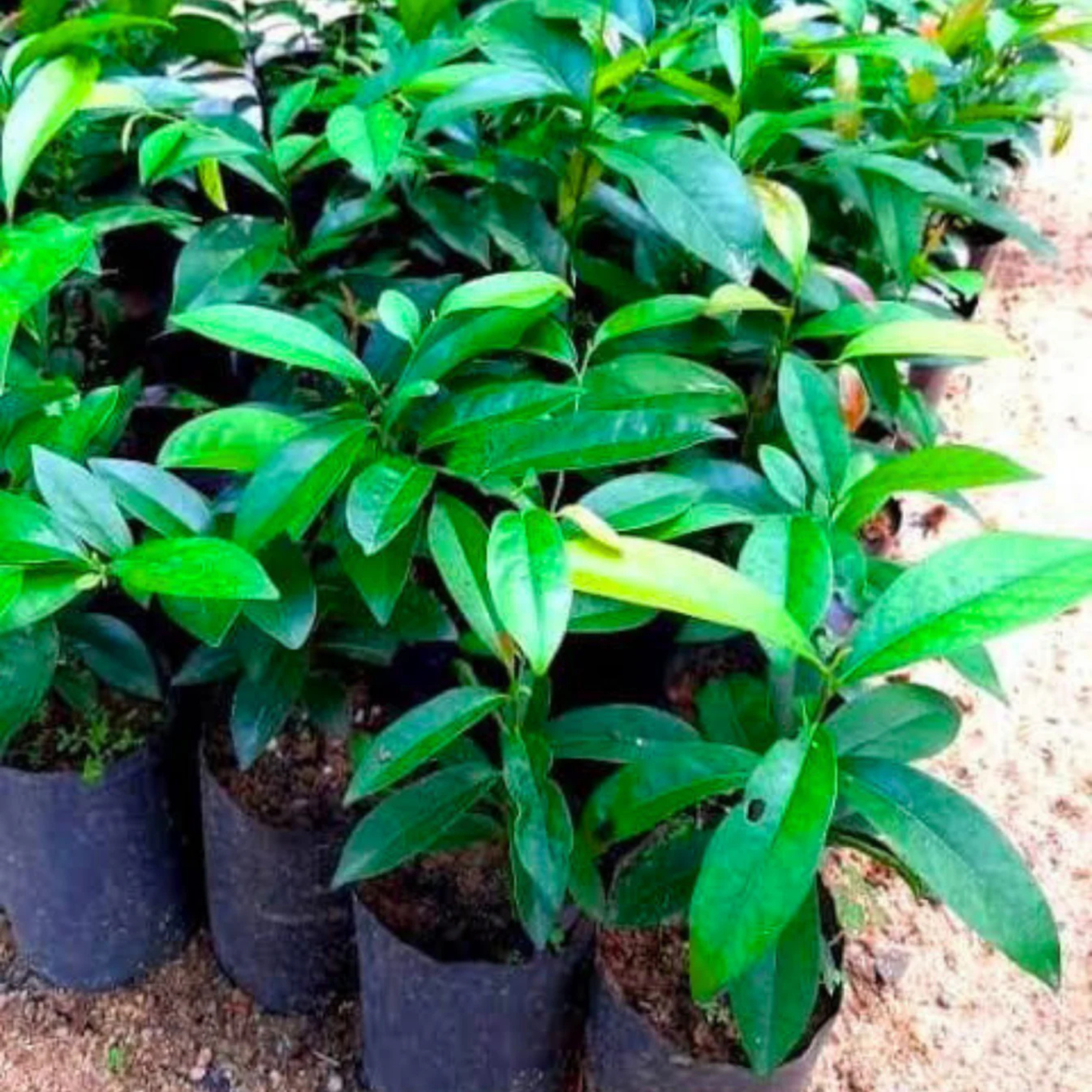 Mrigashirsha Nakshatra Tree – Karungali Maram (Black Catechu / Acacia catechu) Live Plant