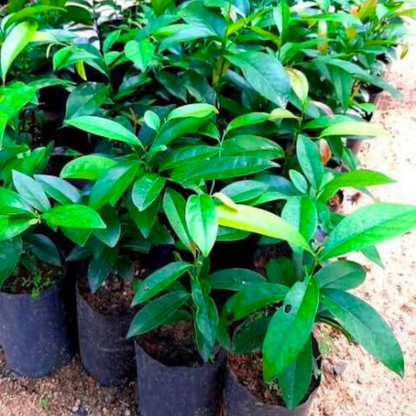 Mrigashirsha Nakshatra Tree – Karungali Maram (Black Catechu / Acacia catechu) Live Plant