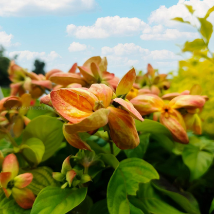 Mussaenda Orange All Time Flowering Live Plant