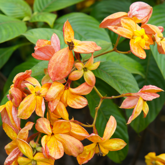 Mussaenda Orange All Time Flowering Live Plant