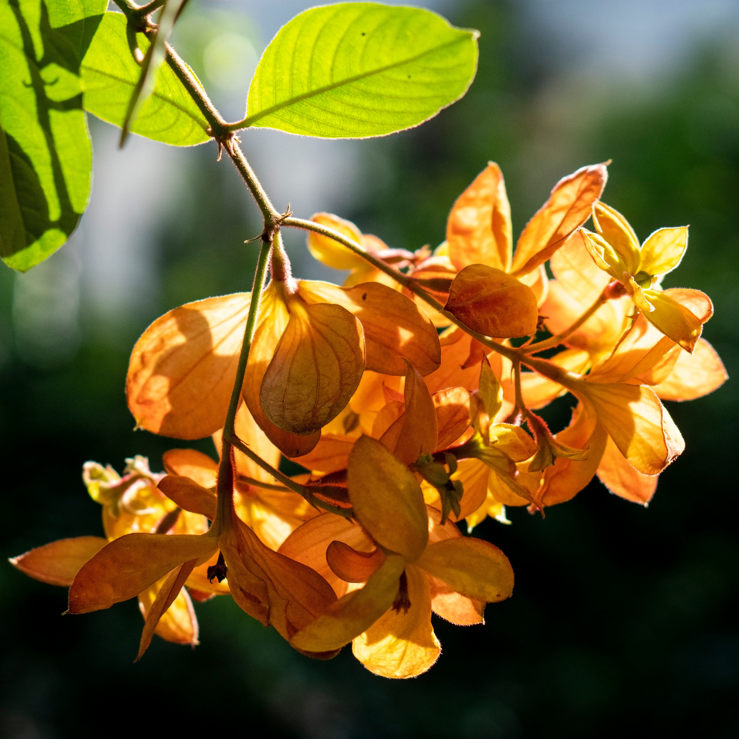 Mussaenda Orange All Time Flowering Live Plant