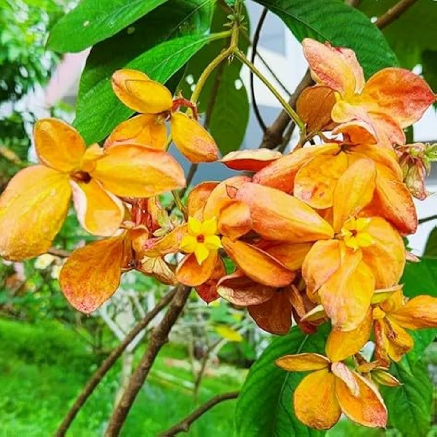 Mussaenda Orange All Time Flowering Live Plant