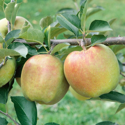 Mutsu Apple Grafted Live Plant