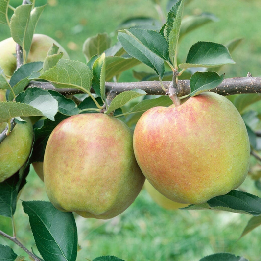 Mutsu Apple Grafted Live Plant