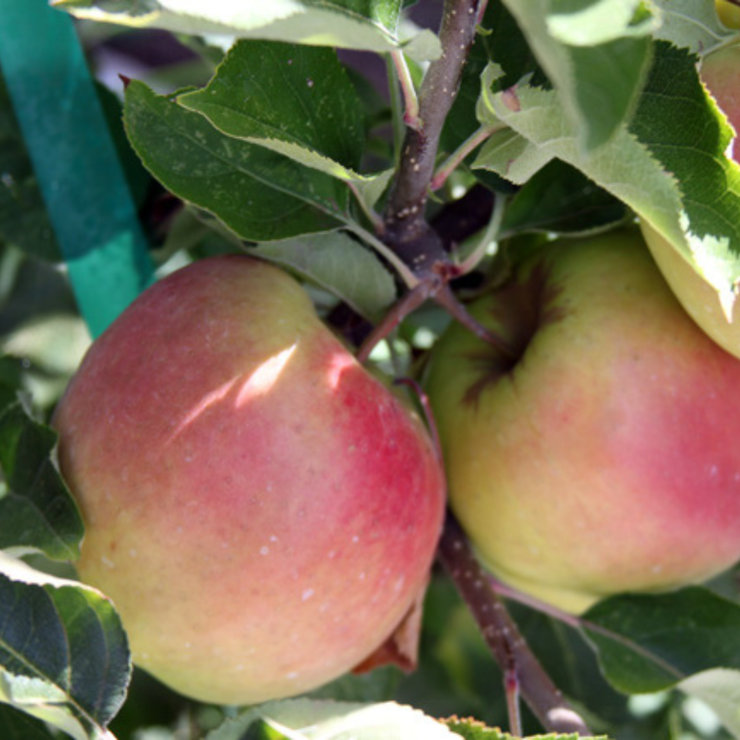 Mutsu Apple Grafted Live Plant