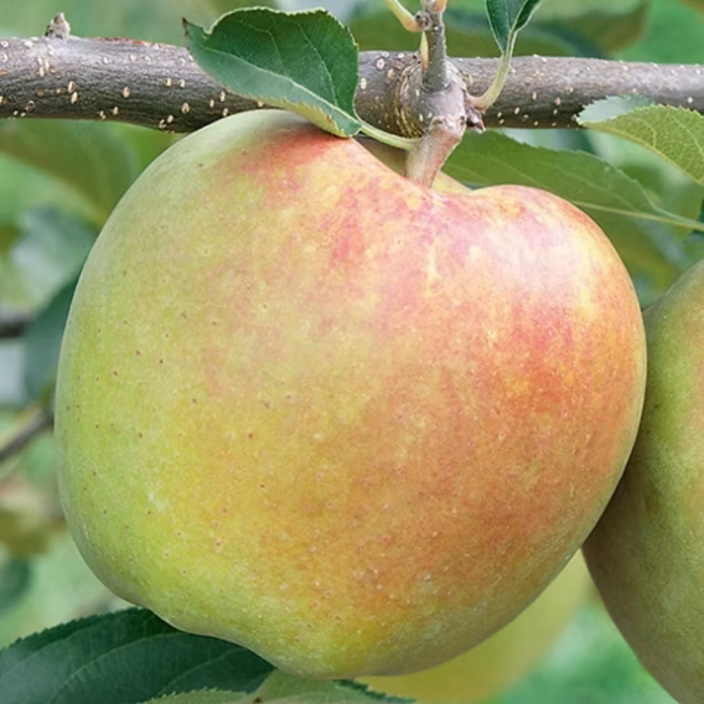 Mutsu Apple Grafted Live Plant