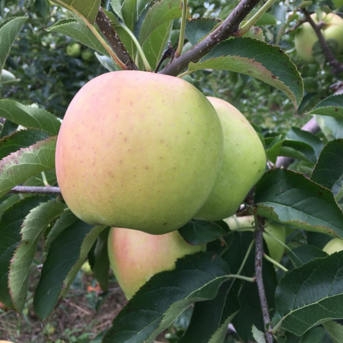 Mutsu Apple Grafted Live Plant