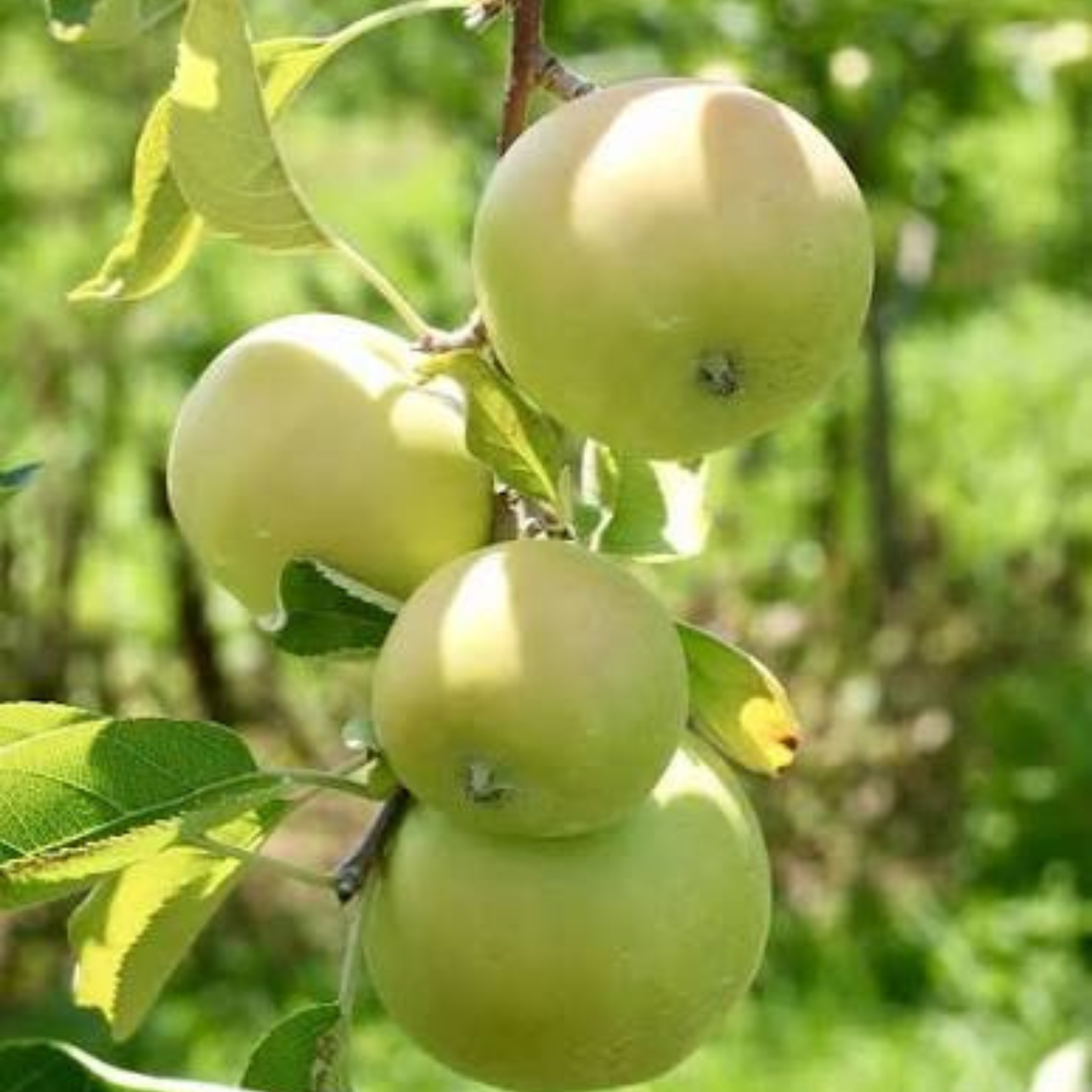 Mutsu Apple Grafted Live Plant