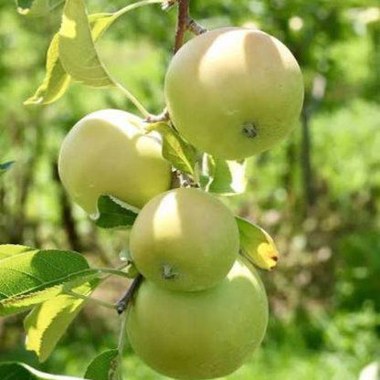 Mutsu Apple Grafted Live Plant